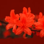 Dark Orange - Image 2