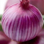 Purple Onion - Image 2
