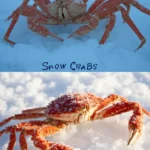 Snow Crab - Image 2