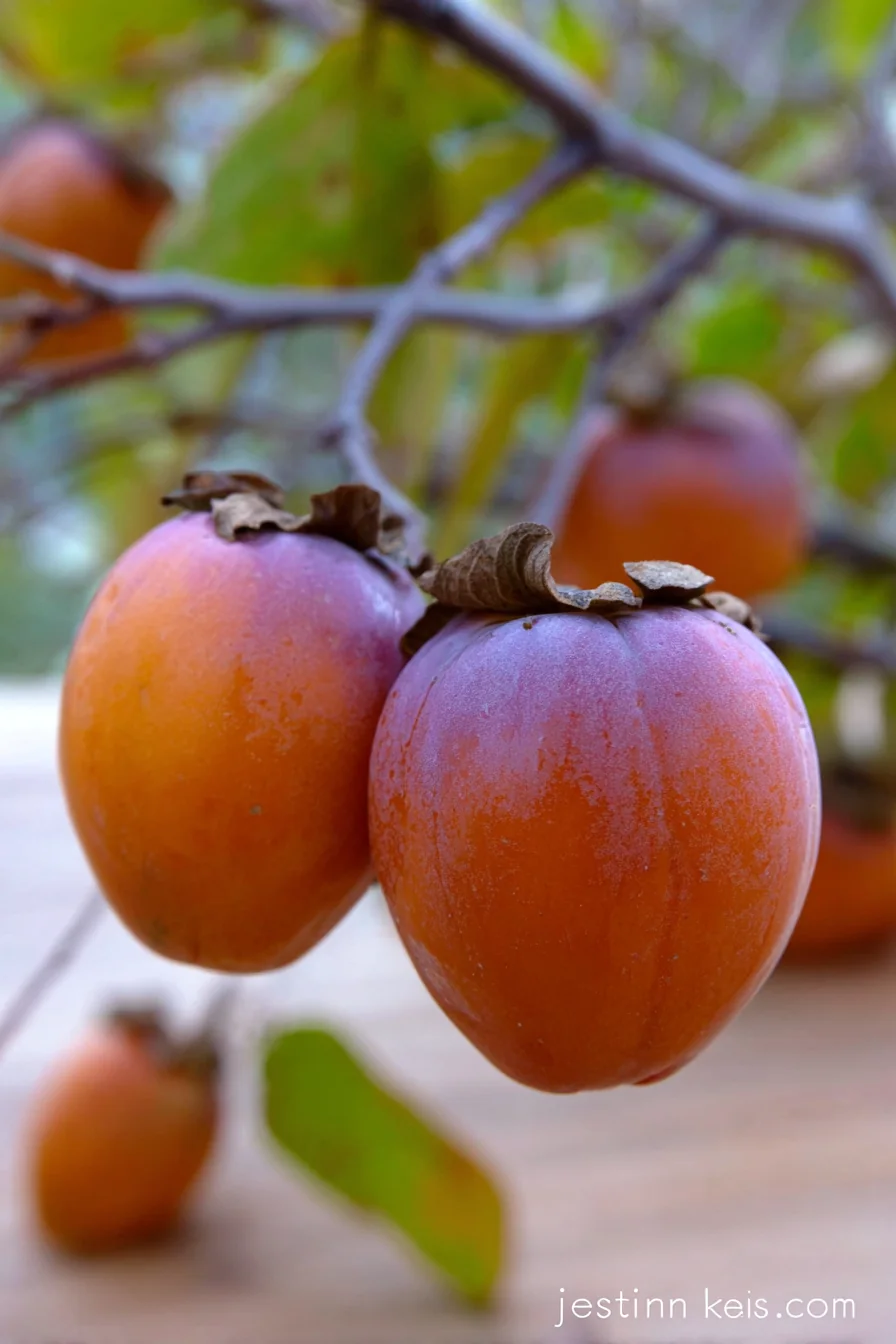 Wild Persimmon - Image 2